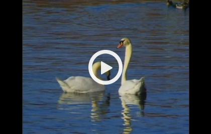 Il corteggiamento negli animali - Riti e abiti nuziali