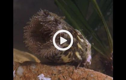 Alleanze opportuniste