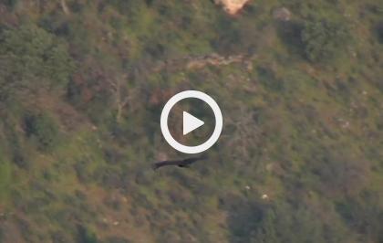 Selvaggia Estremadura