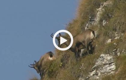 Risvegli e precipizi