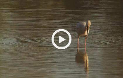 Asia, vite segrete, luoghi nascosti - India, dove tuona la natura (lunga)