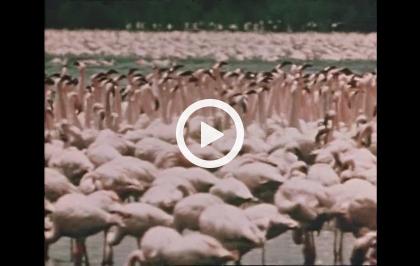 Bellezza selvaggia - Piume d'Africa