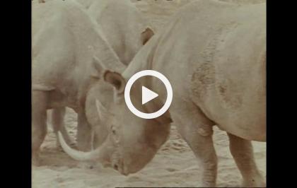 Bellezza selvaggia - Terra africana