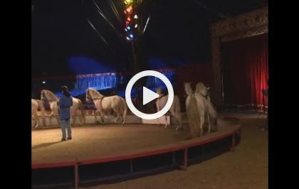 Baccanali - Il circo