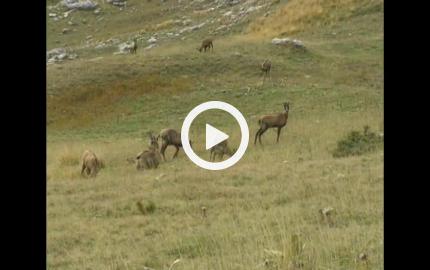 Sulle tracce dei big five