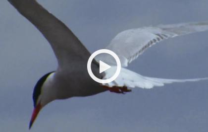 Europa selvaggia - Concerto di primavera