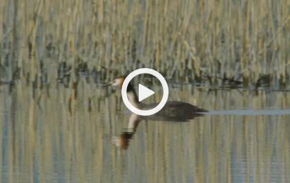 Europa selvaggia - Come in uno specchio