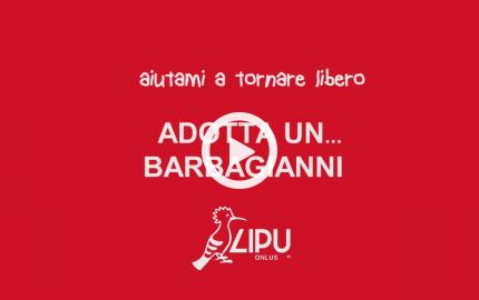 Adotta un barbagianni