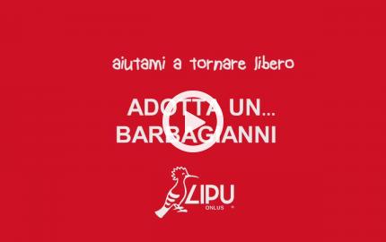 Adotta un barbagianni