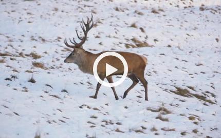 Caprioli e cervi tra la neve