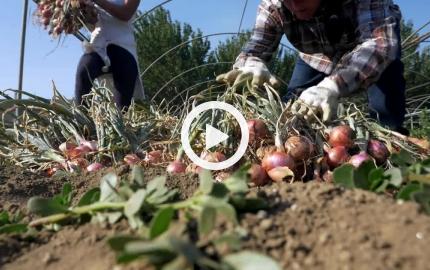 La cipolla ramata di Montoro