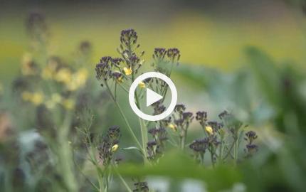 Broccoletti viola e pane bianco