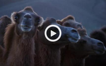 Asia, vite segrete, luoghi nascosti - Il fascino della Mongolia (lunga)