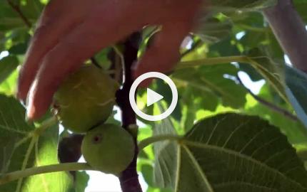 Le radici dell'amicizia