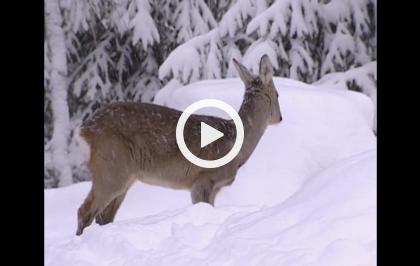 Alla scoperta della natura - Sorprese d'inverno
