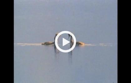 Alla scoperta della natura - Richiami d'amore