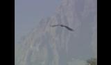 Aquila Reale