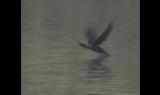 Cormorano