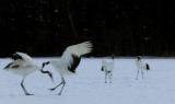 Funny Birds