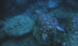 Le tartarughe marine