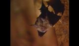 Pipistrello