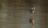 Asia, vite segrete, luoghi nascosti - India, dove tuona la natura (lunga)