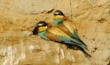 Animal files - Dove nasce l'arcobaleno