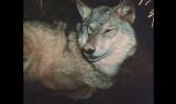 Bellezza selvaggia - Il lupo