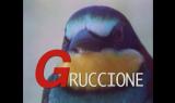 Osserva la tua Natura - Gruccione