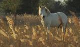 Cavalli della Camargue