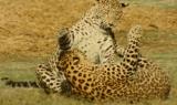 Il gioco dei leopardi