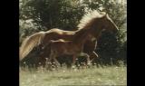 Bellezza selvaggia - I cavalli