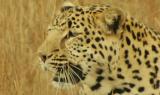 La caccia del leopardo