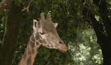 PASSIONE BIOPARCO - Sua altezza Rocco la giraffa