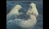 Bellezza selvaggia - Animali delle regioni polari