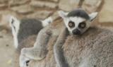 PASSIONE BIOPARCO - Lemuri