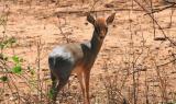 Il cucciolo di antilope