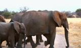 La marcia degli elefanti