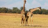 Giraffe - lunga