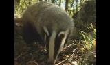 Animals A to Z - Badger