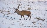Caprioli e cervi tra la neve