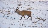 Caprioli e cervi tra la neve