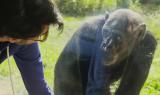 Il Signor Franz al Bioparco - Scimpanzè