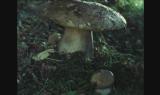 Consigli per chi raccoglie i funghi