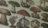 Funghi velenosi - Come riconoscerli