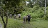Asia, vite segrete, luoghi nascosti - Gli elefanti selvaggi del Borneo (lunga)